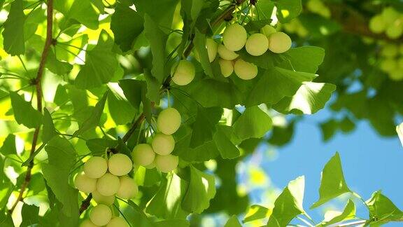 夏日蓝天下的银杏早实