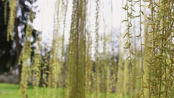 春天公园里翠绿的树枝随风摇曳