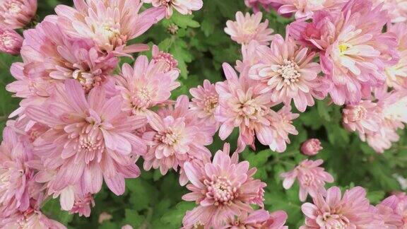 粉红色的花菊花滑梯拍摄顶视图