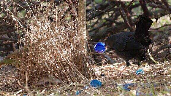 雄性缎园丁鸟拿着蓝色的瓶盖雌性在凉亭里