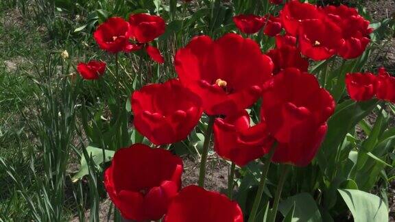 红色的郁金香花在花园里盛开红色郁金香种在花园里春天的花园花坛里五颜六色的郁金香美丽的春天花郁金香在花园里