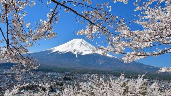 富士山和樱花:从荒山森根公园富士吉田