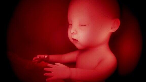 人类胎儿婴儿