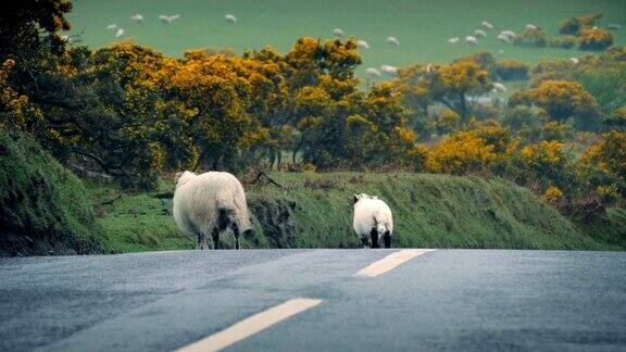在乡下绵羊牵着小羊过马路