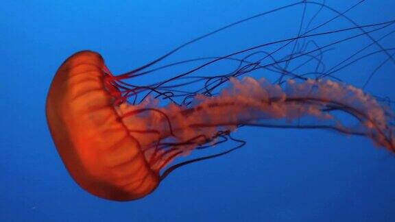 海底的水母高清