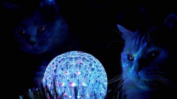 两只纯种英国家猫在黑暗中看着旋转迪斯科球4K