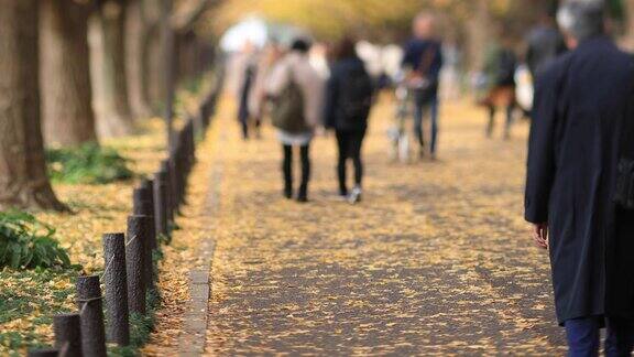 秋天在东京的银杏街上散步的人们
