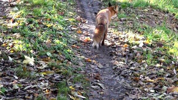 红狐狸在森林旁边的路上奔跑