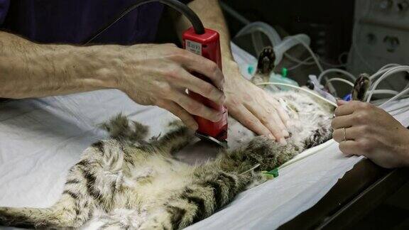 男性兽医剃须猫在除草程序
