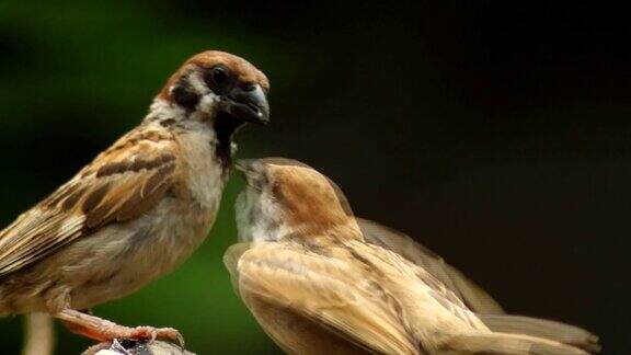 菲律宾玛雅或欧亚树麻雀或山雀栖息在小枝上用嘴喂养同伴