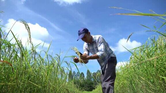 一名亚洲男子用智能手机控制稻米农场的质量