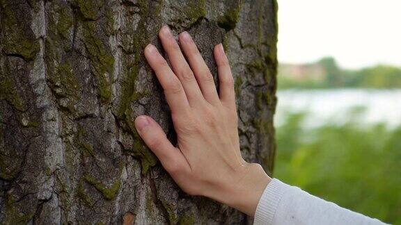 松树的树皮特写手触摸树干