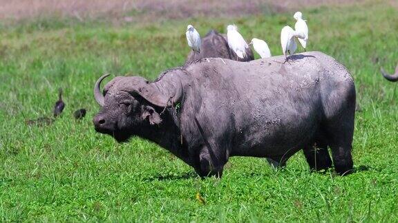 一只巨大的非洲水牛站在草地上背上有几只牛白鹭