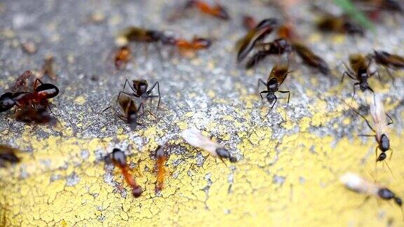 蚂蚁工作