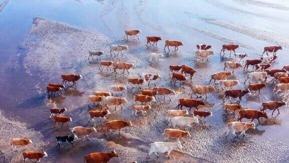 牧场上牛群的鸟瞰图