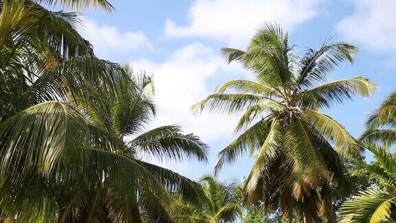 棕榈树在蓝天白云中随风摇摆自然背景多米尼加共和国