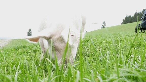 粉色猪在奥地利山区的绿色草地上散步和吃树根