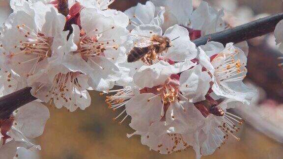 一只蜜蜂围着杏花飞舞