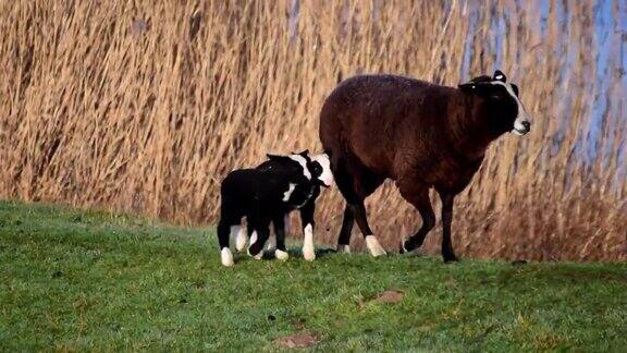 带着两只小羊的绵羊在堤坝上