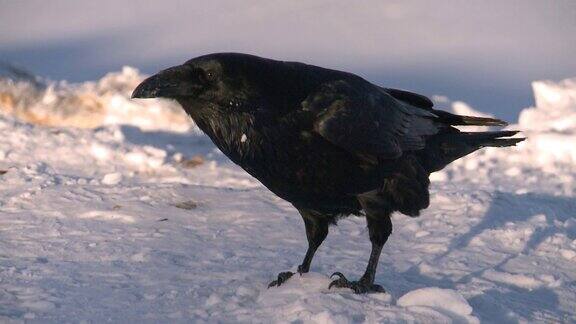 雪中的黑乌鸦