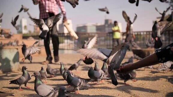 孟买一名男子在广场上喂鸽子穆斯林传统慢动作视频印度