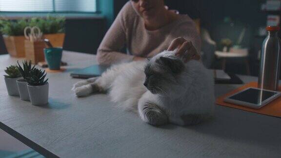 一个女人在桌子上抱着她美丽的猫