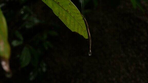 季风雨-哥岛