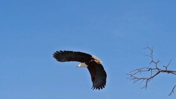 非洲鱼鹰大比目鱼成虫在树的顶端拍打着翅膀在飞行在肯尼亚的巴伦戈湖慢镜头