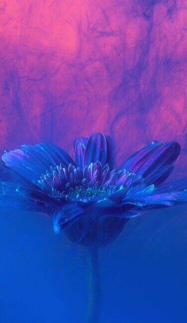 4k垂直蓝色墨水和菊花花在水里