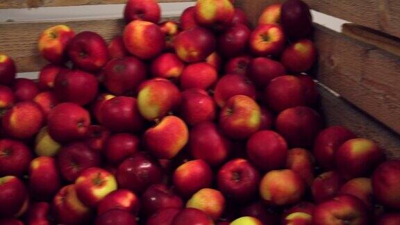 木箱里的苹果准备运输冷藏室内大型苹果配送仓库广告视频果汁苹果酒醋的生产食品工厂水果产业