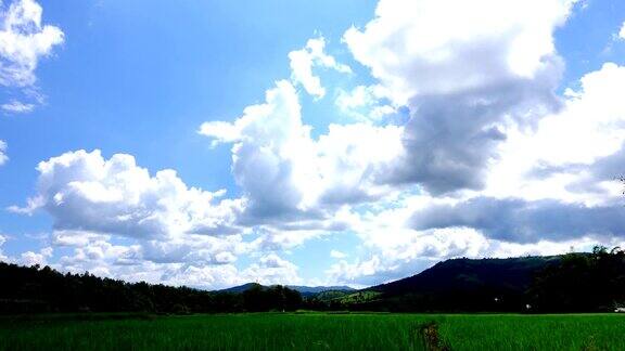 蓝天下的稻田景观