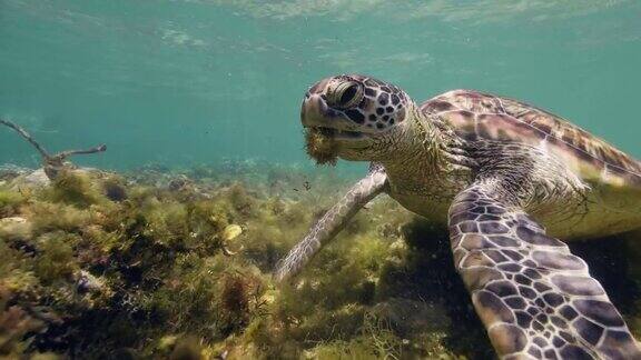 这是海龟龟龟在吃海底的海藻