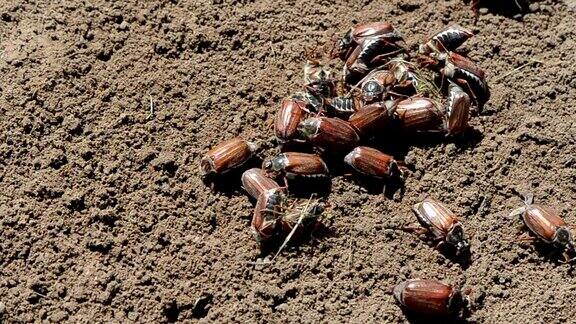甲虫在地面