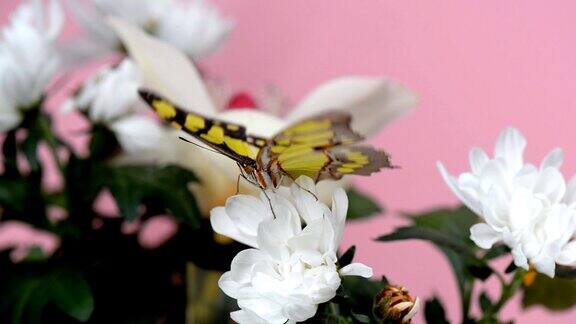白花上的热带蝴蝶