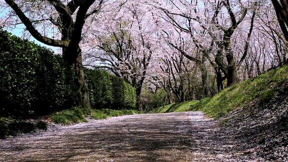 樱花在路边盛开