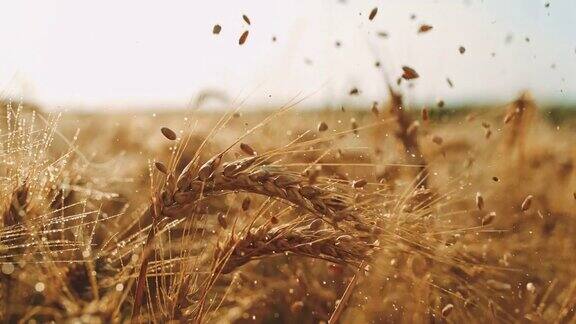 小麦落在麦穗上