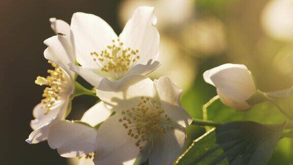 美丽的茉莉花白花在夏日的焦点拉