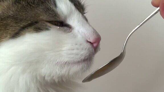 挪威森林猫舔奶油