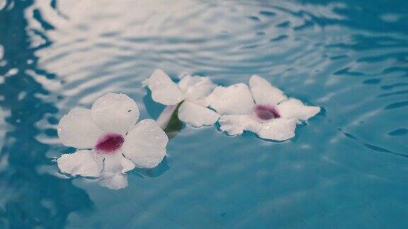 漂浮的白色花朵大雨