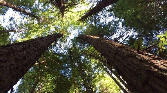 滑动POV仰望巨大的红杉森林的树冠