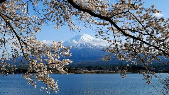 富士山和日本山梨县川口町湖上的樱花