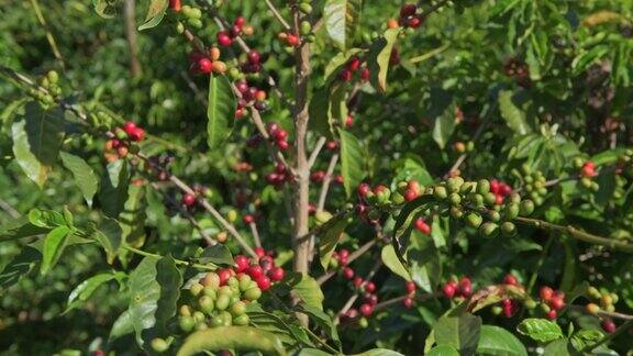 摄于巴拿马的阿拉比卡咖啡树