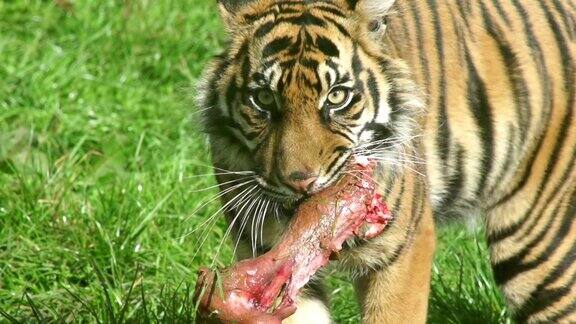老虎携带肉准备进食