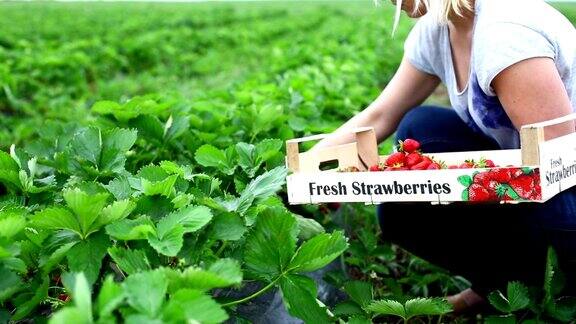 草莓丰收