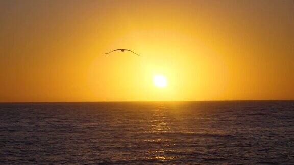 海鸥在日出时慢动作飞行