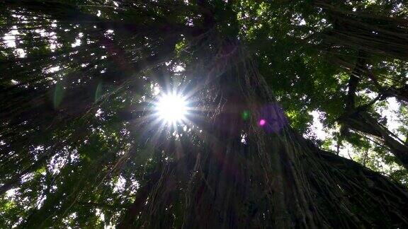 特写:阳光透过覆盖着藤蔓的树上的叶子