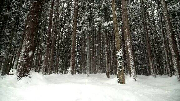 白川村被雪覆盖的密林正在飘落雪花