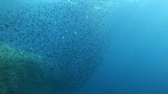 水下场景-地中海珊瑚礁中像沙丁鱼一样的小鱼饵球