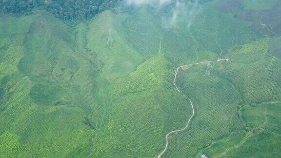 鸟瞰图茶叶种植园Cameron高地上午彭亨州马来西亚