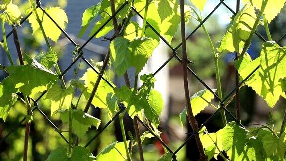 葡萄在篱笆上生长